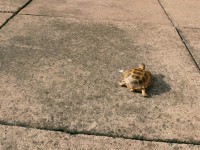 /album/tortellini/torti-3-jpg/